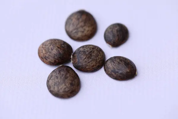 Morsalkım tohumları. İzole salkım tohumları