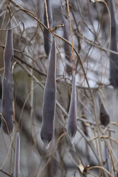 Morsalkım tohumları. Salkım tohumlu uzun bir kapsül.