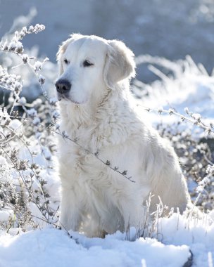 Kış parkında şirin, beyaz bir golden retriever köpeği. Üzgün yalnız köpek dışarıda.