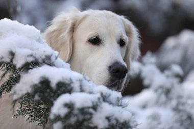 Kış parkında şirin, beyaz bir golden retriever köpeği. Üzgün yalnız köpek dışarıda.