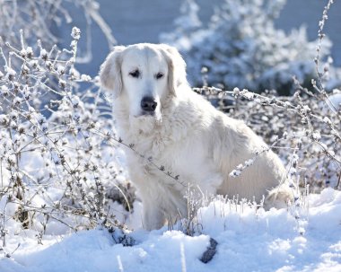 Kış parkında şirin, beyaz bir golden retriever köpeği. Üzgün yalnız köpek dışarıda.