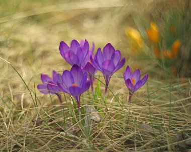 Yeşil çimenlerdeki küçük menekşe çiçekleri.