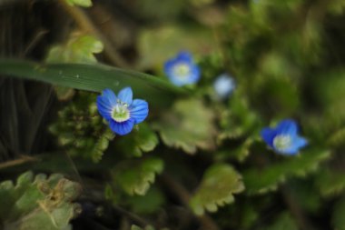 Veronica 'nın küçük mavi çiçekleri çimlerin üzerinde.