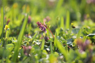 Yeşil çimlerde küçük mor Corydalis çiçekleri