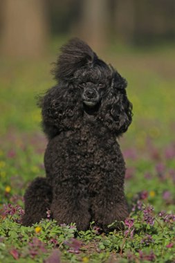 Dışarıdaki çimlerin üzerinde duran sevimli siyah kaniş.
