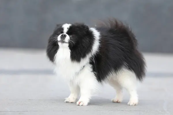 Şirin köpek dışarıda yürüyor.