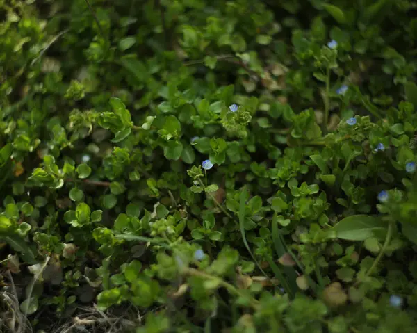 Veronica 'nın küçük mavi çiçekleri çimlerin üzerinde.