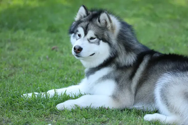 Güzel Alaska Malamute açık havada. Yeşil çimlerin üzerinde bir köpek