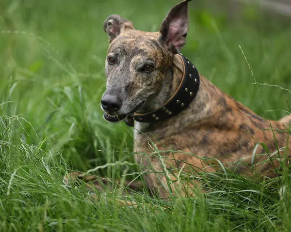 Açık havada esmer renkli tazının portresi.