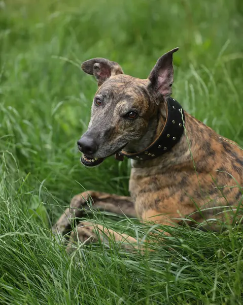 Açık havada esmer renkli tazının portresi.