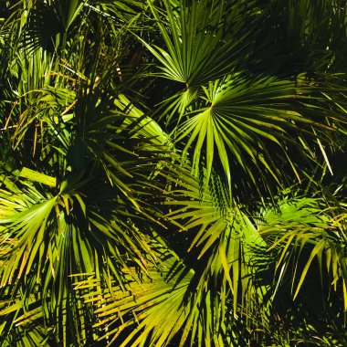 Tropik bitki arka bahçeleri. Palmiye yaprakları. Yeşil yapraklar tropik yapraklar deseni