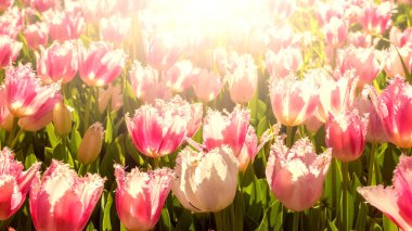 Parktaki renkli laleler. Bahar çiçekleri. Doğanın güzelliği. Doğal dekorasyon.