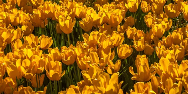 Parktaki Renkli Laleler Bahar Çiçekleri Doğanın Güzelliği Doğal Dekorasyon — Stok fotoğraf