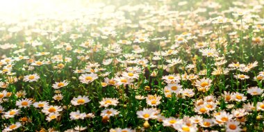 Papatya çiçeği tarlası. İnanılmaz yaz dokusu.