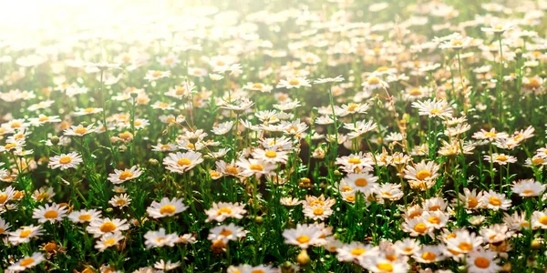 Papatya çiçeği tarlası. İnanılmaz yaz dokusu.