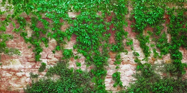 Taş Bir Duvarda Yeşil Yapraklar Güzel Bir Arka Plan — Stok fotoğraf