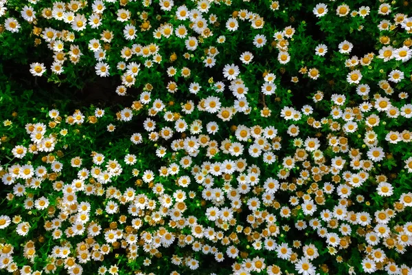 Gebied Van Kamille Bloemen Achtergrond Geweldige Zomerse Textuur — Stockfoto