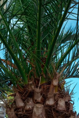 Mavi gökyüzüne bakan palmiye ağacı gövdesi.