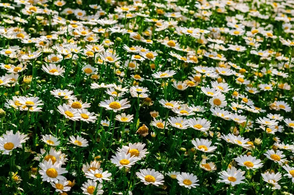 Pole Tle Kwiaty Rumianku Niesamowita Letnia Faktura — Zdjęcie stockowe