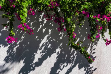 Çit beyaz duvarda yeşil bitkiler. Yapraklar, çiçekler ve gölgeler