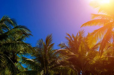 Arka planda güneş ışığı olan tropik palmiye ağacı. Güzel doğal egzotik manzara. Seyahat hedefi