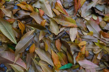 Ormanda düşmüş kahverengi ve sarı yapraklardan oluşan sonbahar halısı..