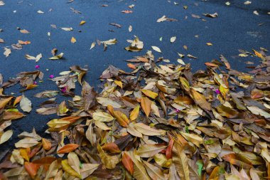 Sonbahar yaprakları ıslak asfalt yola saçılmış..
