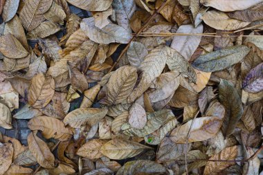 Kahverengi dokuların çeşitli tonlarında yerde yatan sonbahar yaprakları.