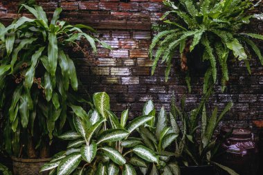 Tuğla duvara karşı çeşitli kapalı bitkiler içeren yemyeşil yapraklar..