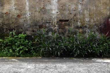 Yeşillik ve tuğla detaylarıyla yıpranmış bir duvar..