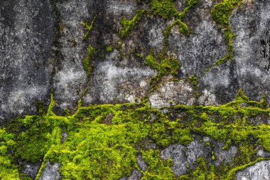 Yıpranmış beton duvar yüzeyinde büyüyen canlı yeşil yosun..