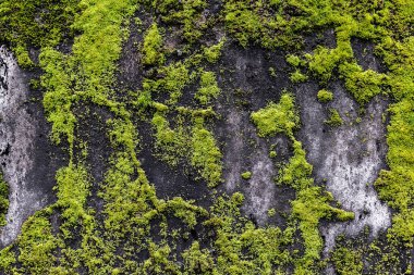 Yıpranmış beton yüzeyde canlı yeşil yosun.