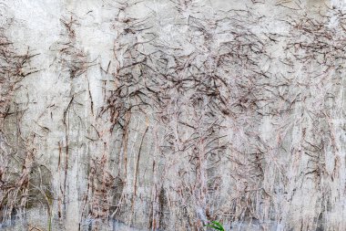 Çürümüş beton duvara sarılı sarmaşıklar ve soyut desenler..