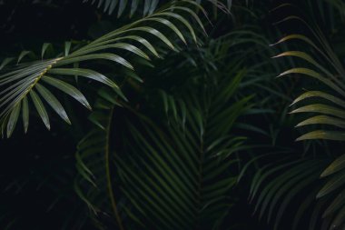Düşük ışıkta yemyeşil palmiye yapraklarıyla koyu tropikal yapraklar..