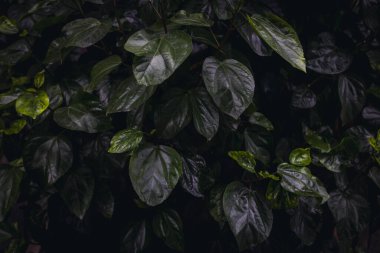 Düşük ışık ayarı içinde yemyeşil tropikal yapraklar.