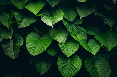 Heart-shaped green leaves with dark background. clipart