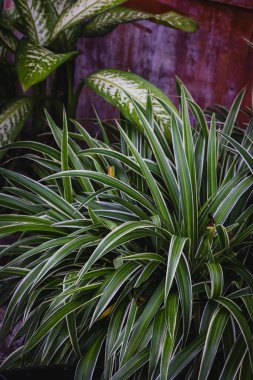 Bereketli yeşil drakena yaprakları canlı bir bahçe ortamında..