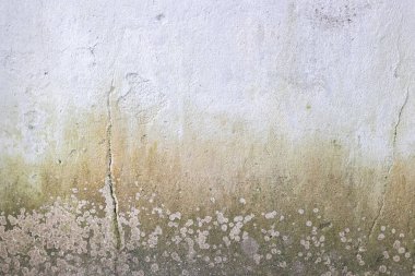 Yosun ve yosun içeren desenli beton duvar ve ince bir eğimle büyüyen algler..