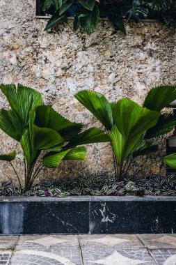 Kentsel bahçe ortamında, taştan duvara karşı yemyeşil bitkiler..