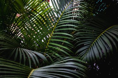 Bereketli yeşil palmiye yaprakları, güneş ışığı içinden süzülüyor..