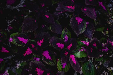 Canlı pembe ve yeşil desenli yapraklar koyu yeşillikte..