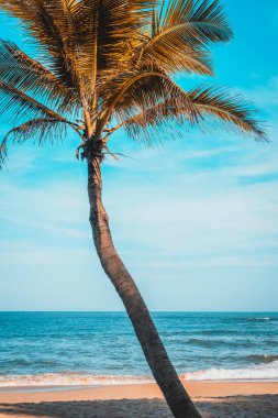 Güneş doğarken eğimli palmiye ağaçları olan tropik bir sahil..
