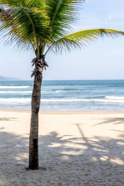 Palmiye ağaçları ve el değmemiş okyanus dalgalarıyla tenha tropik plajlar..