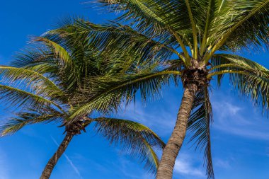 Güneşli bir günde canlı mavi gökyüzüne karşı tropik palmiye ağaçları.