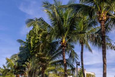 Berrak mavi gökyüzüne karşı yemyeşil palmiye ağaçları.