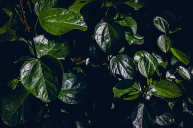 Koyu yeşil, parlak yapraklar..