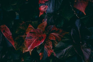 Koyu yaprakların arasında canlı kırmızı yapraklar doğal bir ortamda..