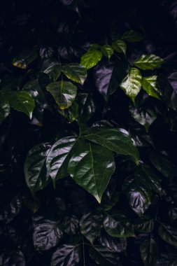 Alabildiğine yemyeşildirler..