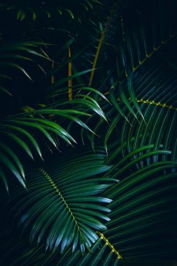 Yeşillik: bastırılmış ışıkta koyu tropikal palmiye yaprakları.