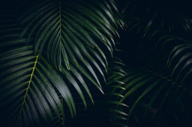 Tropikal palmiye yaprakları koyu yeşil gölgelerle kaplıdır..